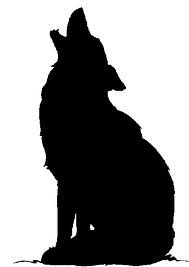 coyote