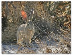 Image Credit: desertusa.com