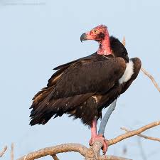 The Vulture