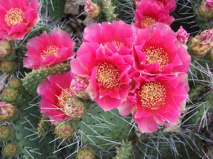 Prickly Pear Cactus in bloom.  Image Credit: www.bhg.com