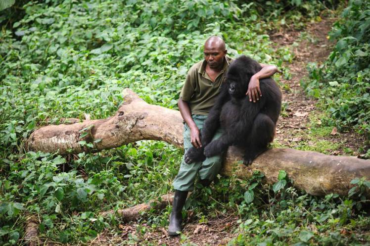 Park-ranger comforting a gorilla after it's mother was killed by poacher.